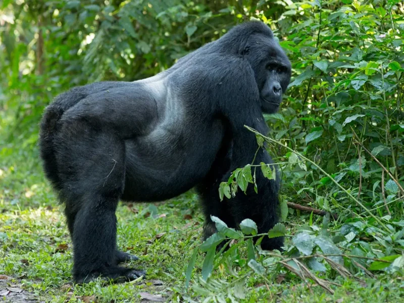 Gorilla