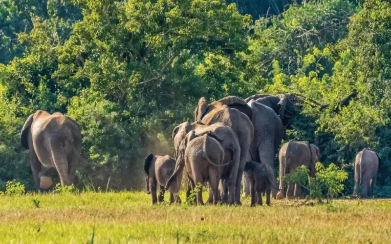 Uganda Day Safaris
