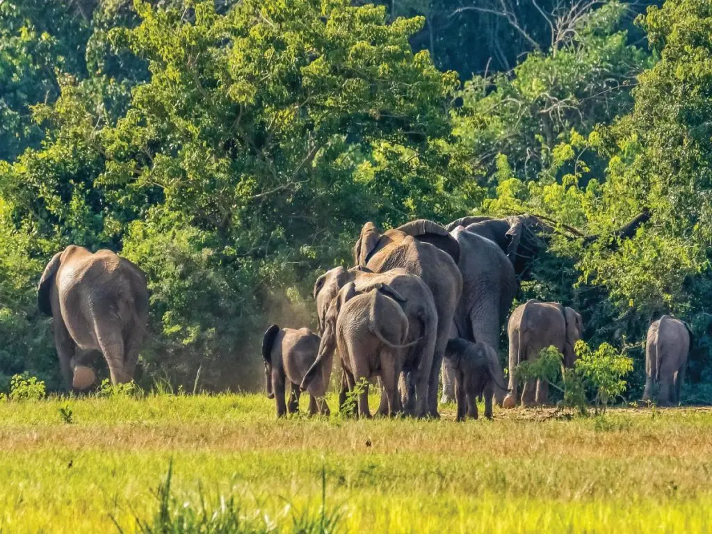 Uganda Day Safaris