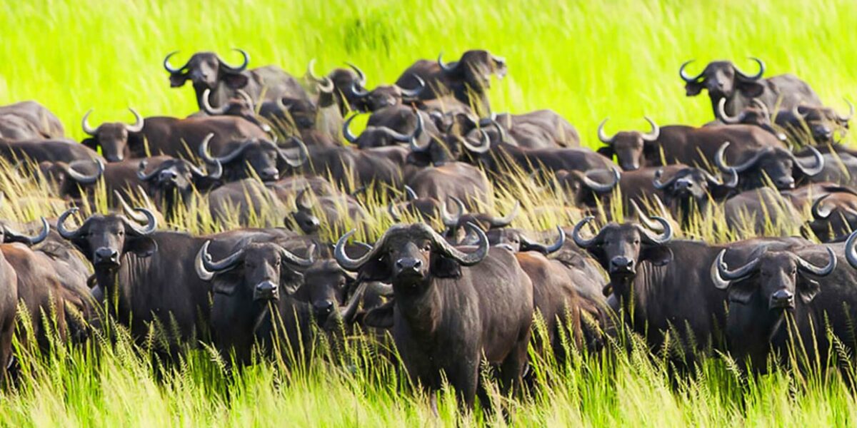 Katavi National Park