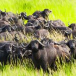 Katavi National Park