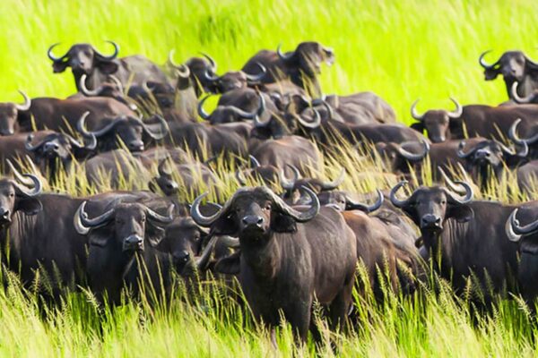 Katavi National Park
