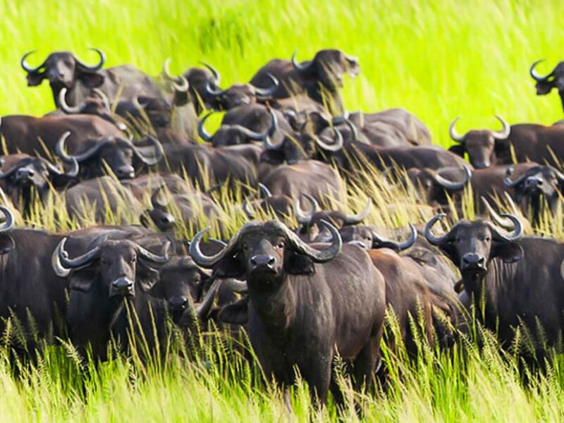 Katavi National Park