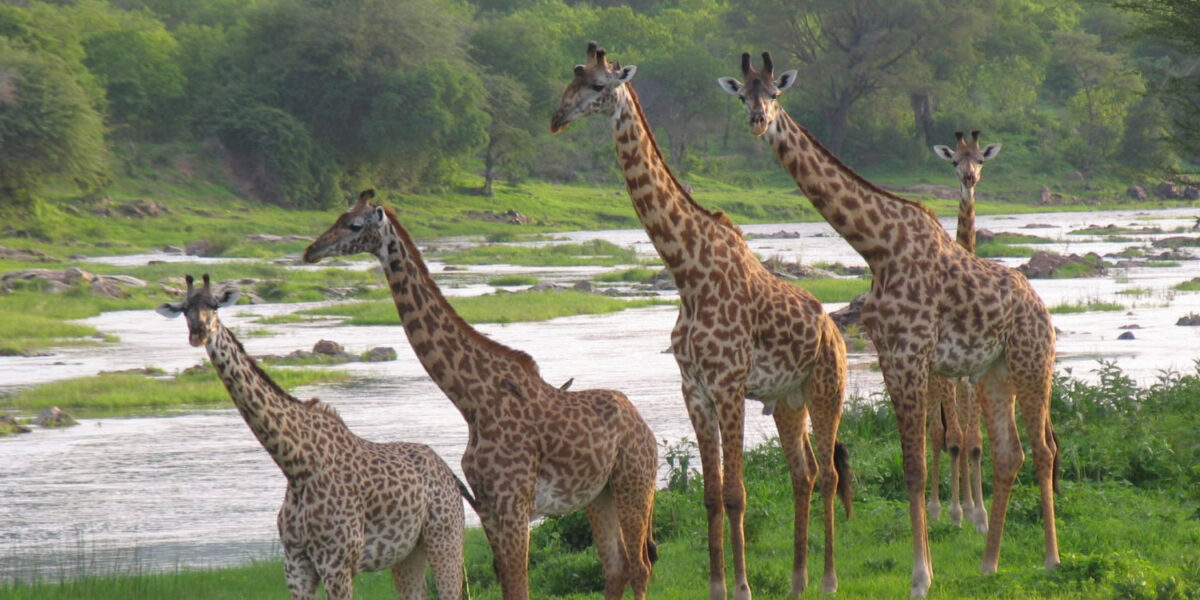 Ruaha National Park