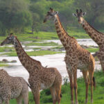 Ruaha National Park