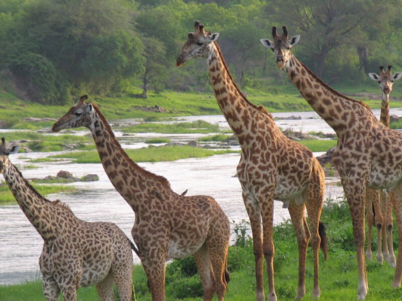 Ruaha National Park