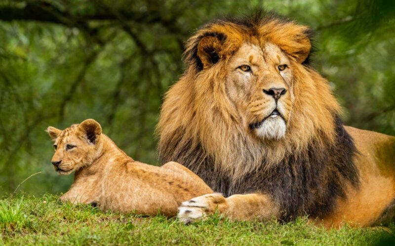 Long Rwanda Safaris