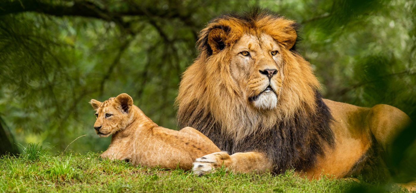 Long Rwanda Safaris