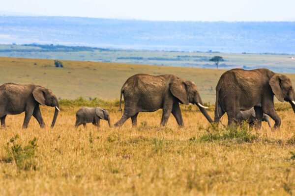 Wildlife Safaris