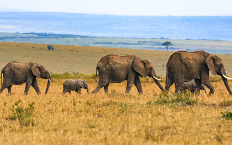 Wildlife Safaris