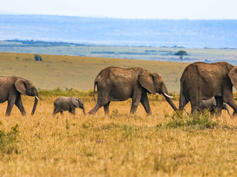 Wildlife Safaris