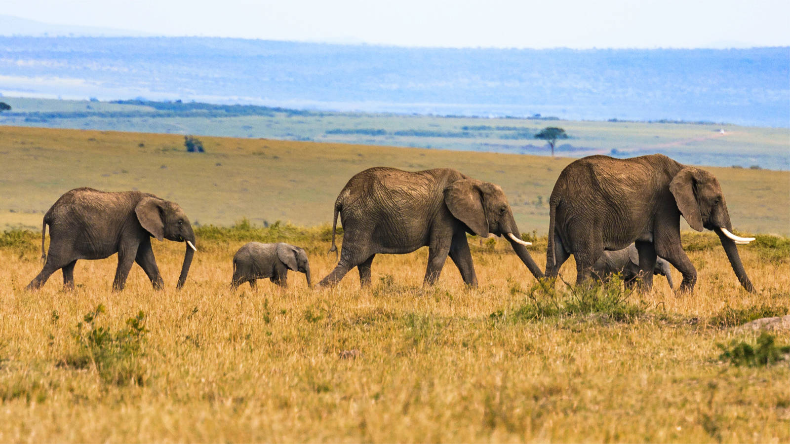 Wildlife Safaris
