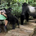 Uganda Gorilla Safari
