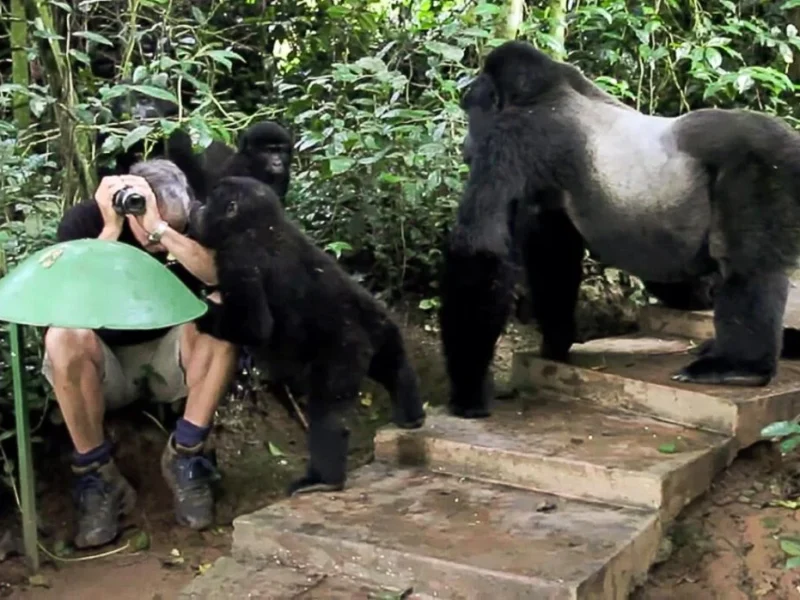Uganda Gorilla Safari