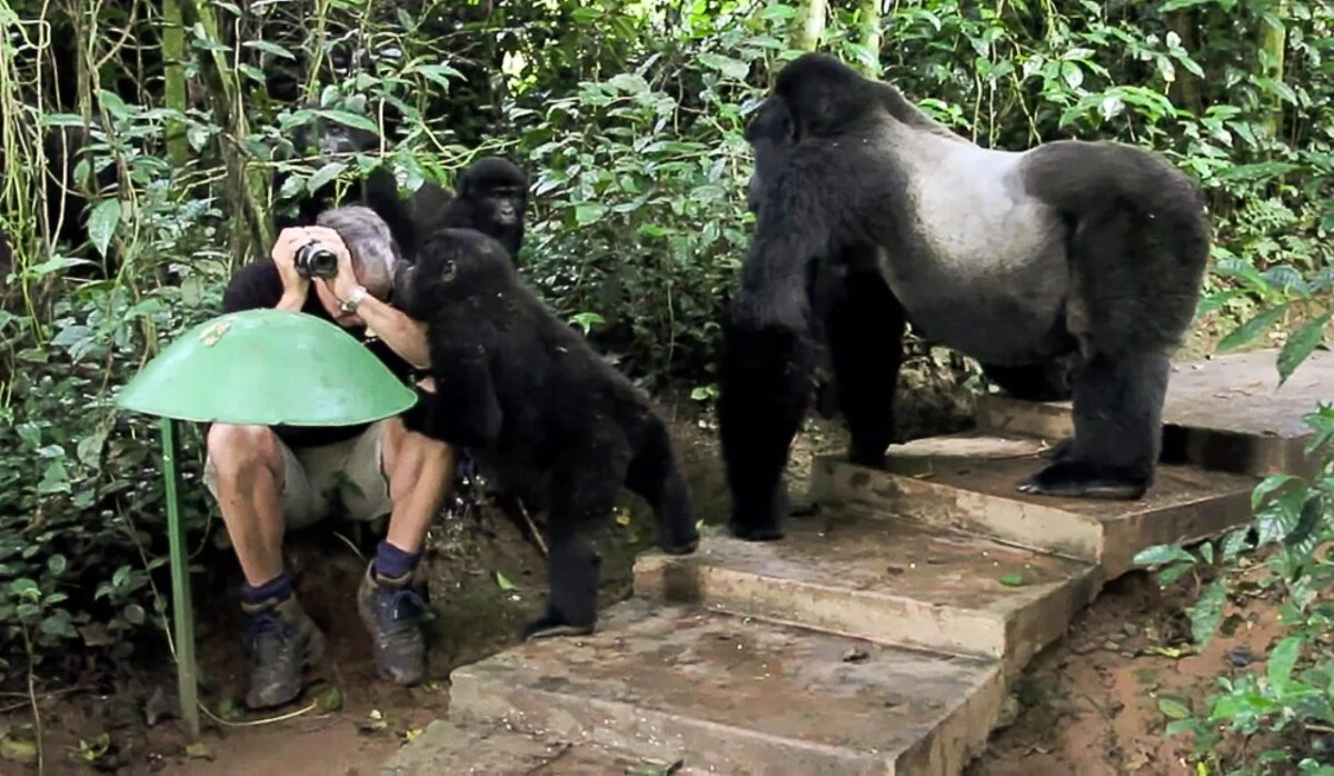 Uganda Gorilla Safari 