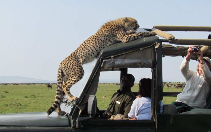 Tanzania Wildlife Safaris