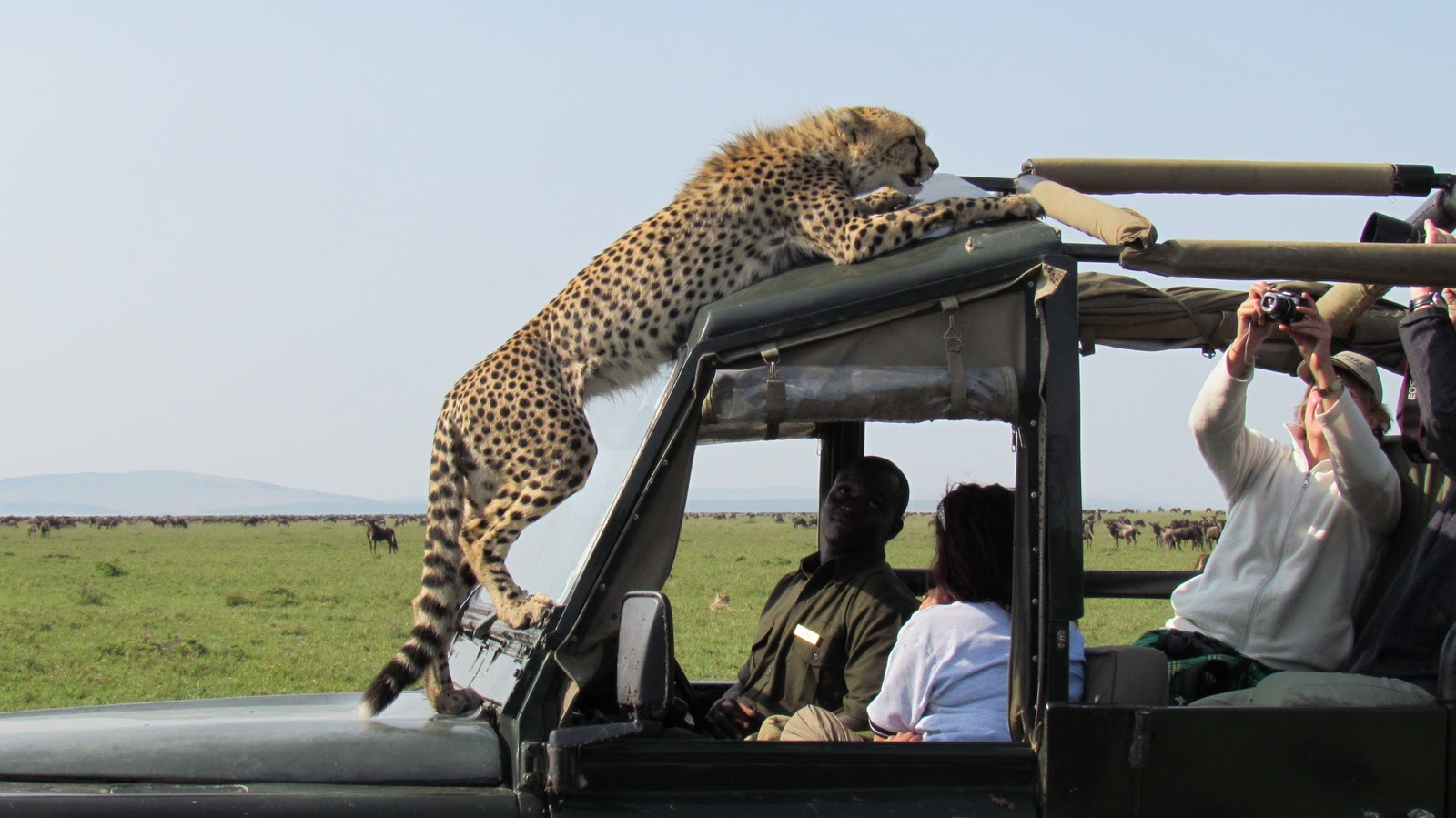 Tanzania Wildlife Safaris