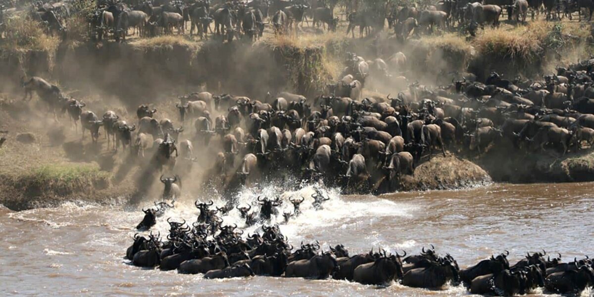 Great Wildlife Migration