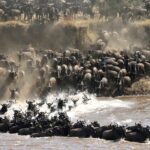 Great Wildlife Migration