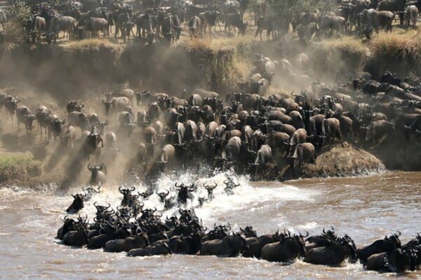 Great Wildlife Migration