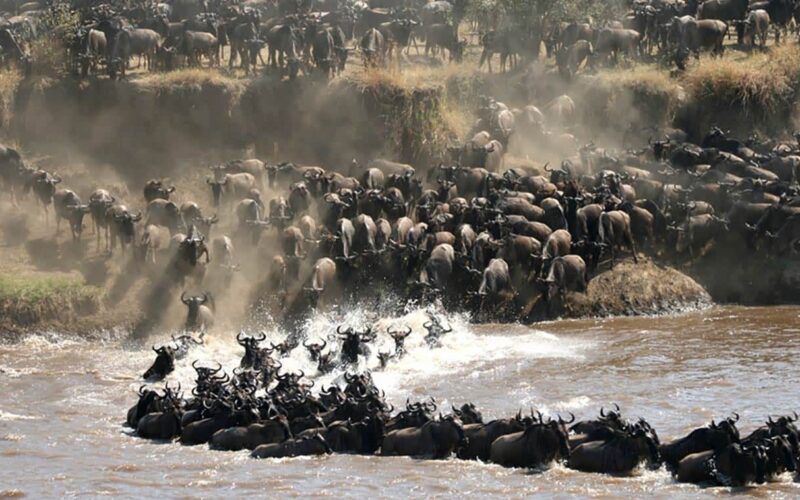 Great Wildlife Migration