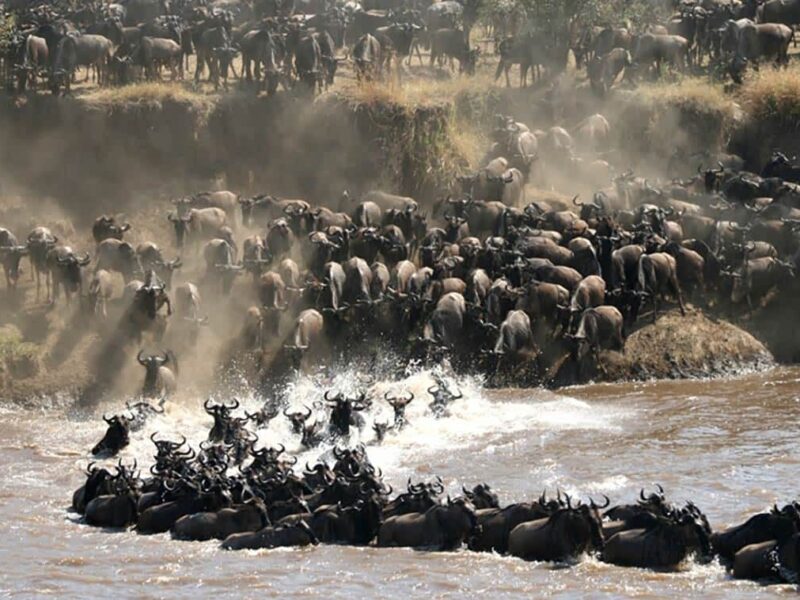 Great Wildlife Migration