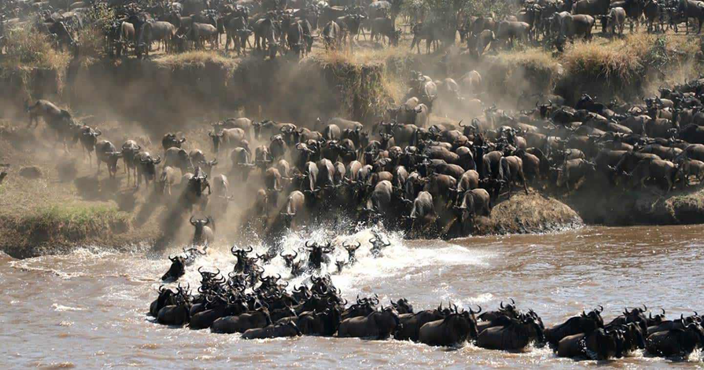 Great Wildlife Migration