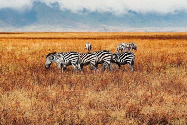 9-Day Ultimate Tanzania Wildlife Safari