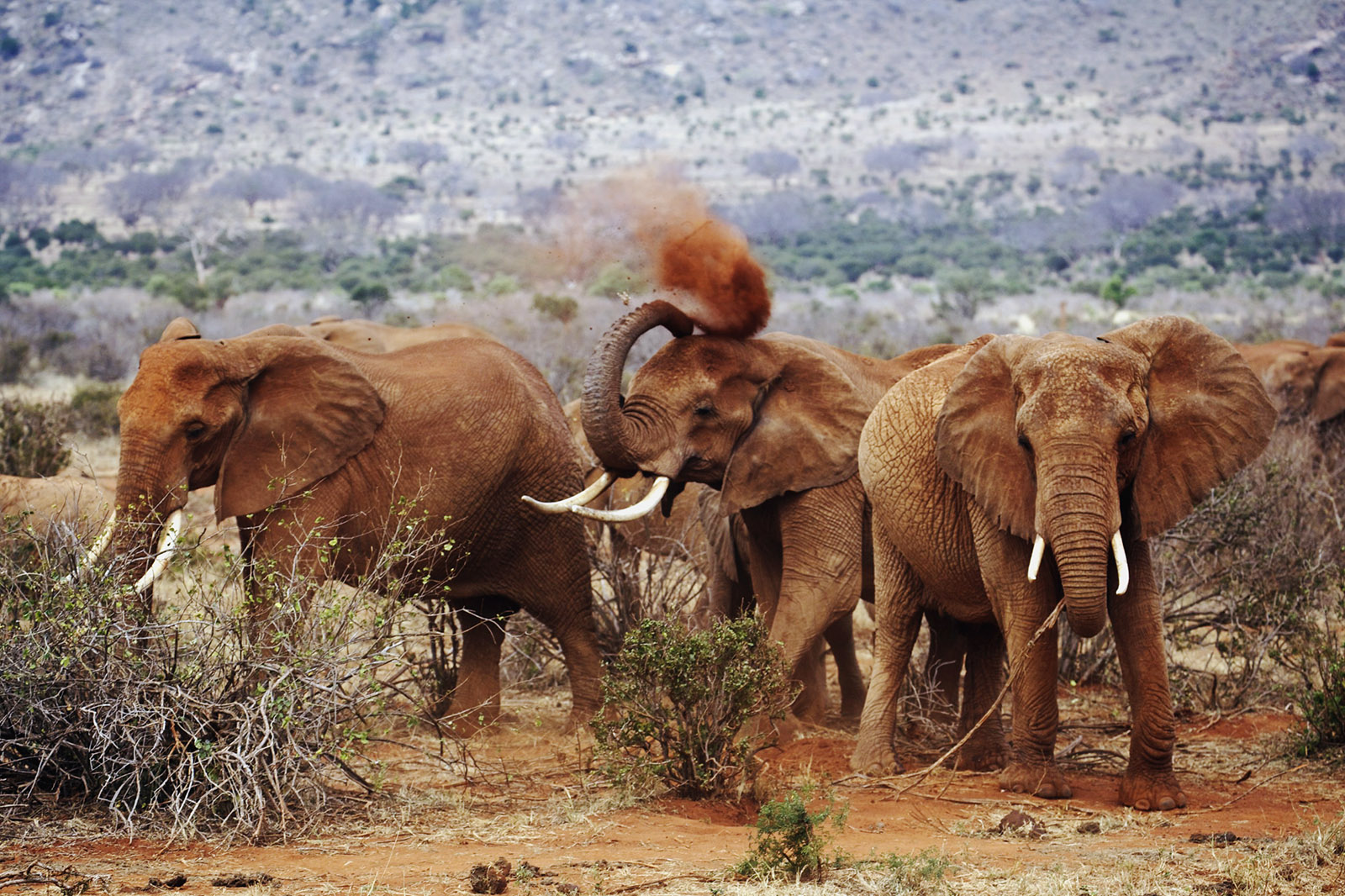 Kenya Wildlife Safaris 