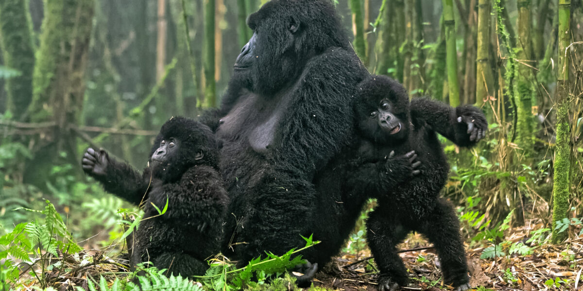 Balloons to Gorillas and Culture