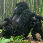 Balloons to Gorillas and Culture
