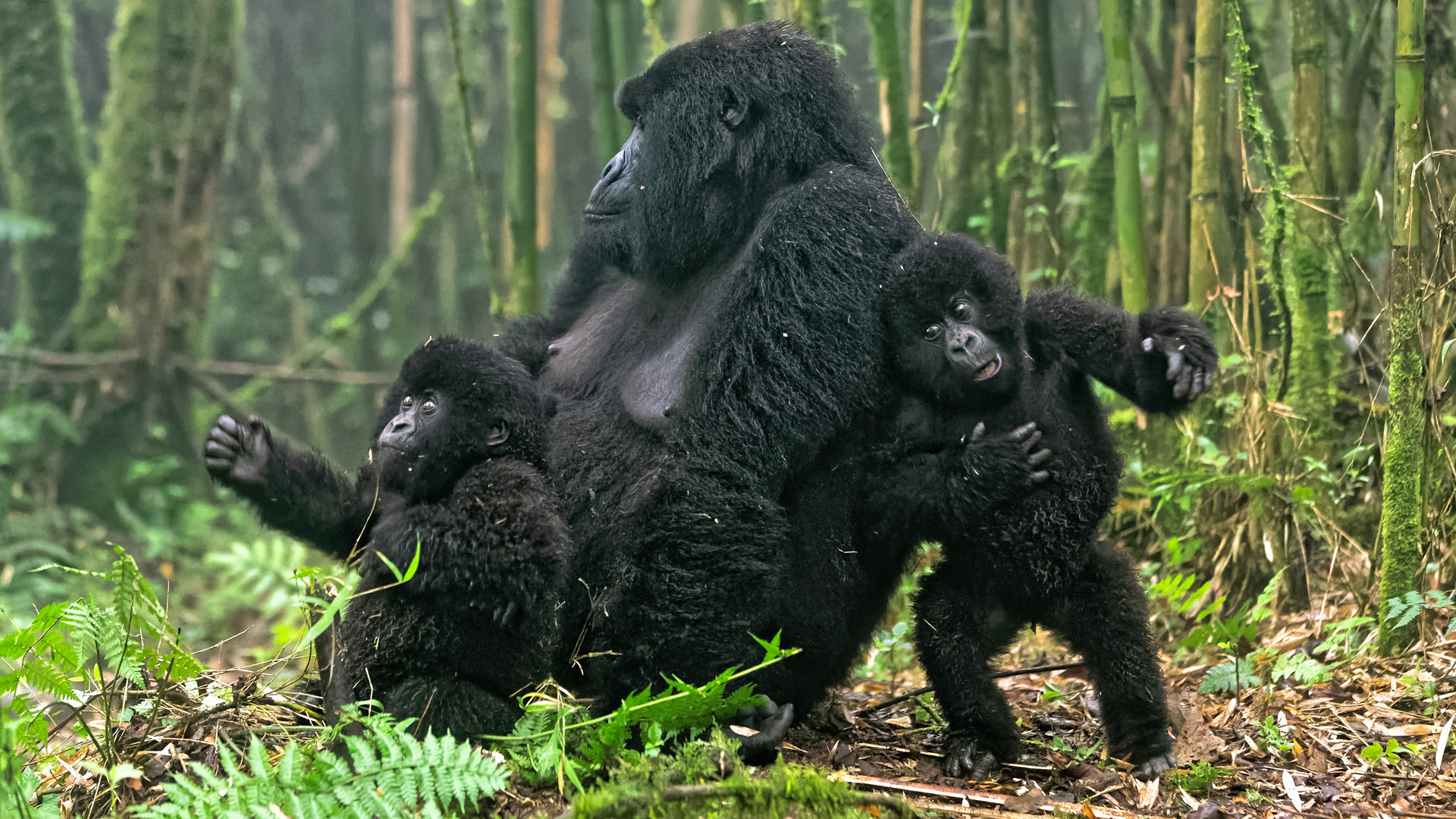 Balloons to Gorillas and Culture