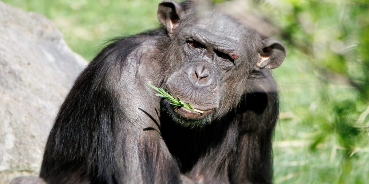 Chimpanzee Tracking Safari