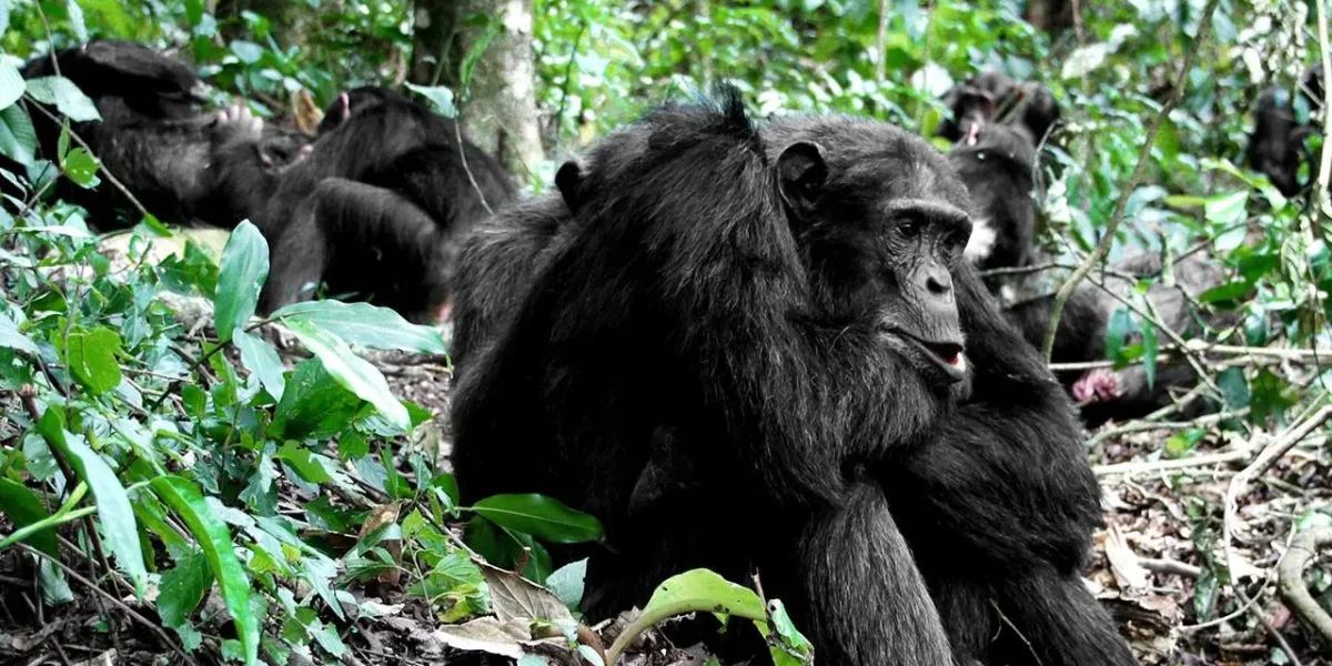 Chimpanzee Tracking Safari