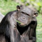 Chimpanzee Tracking Safari