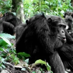 Chimpanzee Tracking Safari
