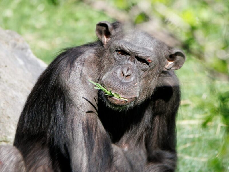 Chimpanzee Tracking Safari