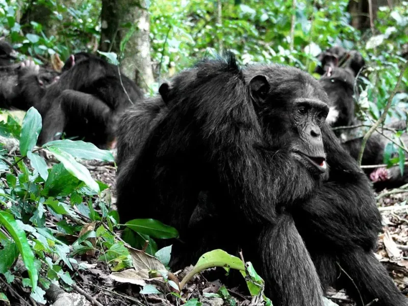 Chimpanzee Tracking Safari