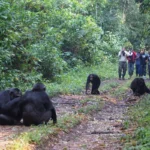 Chimpanzee Tracking in Uganda and Rwanda