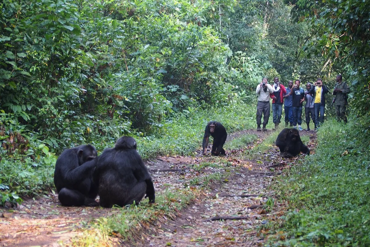 Chimpanzee Tracking in Uganda and Rwanda