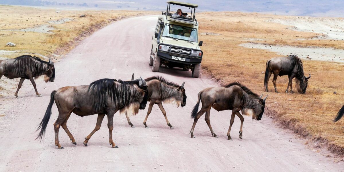 7-Day Kenya Wildlife Safari