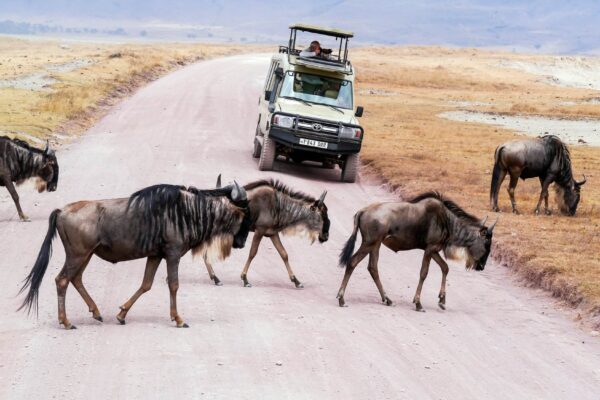 7-Day Kenya Wildlife Safari