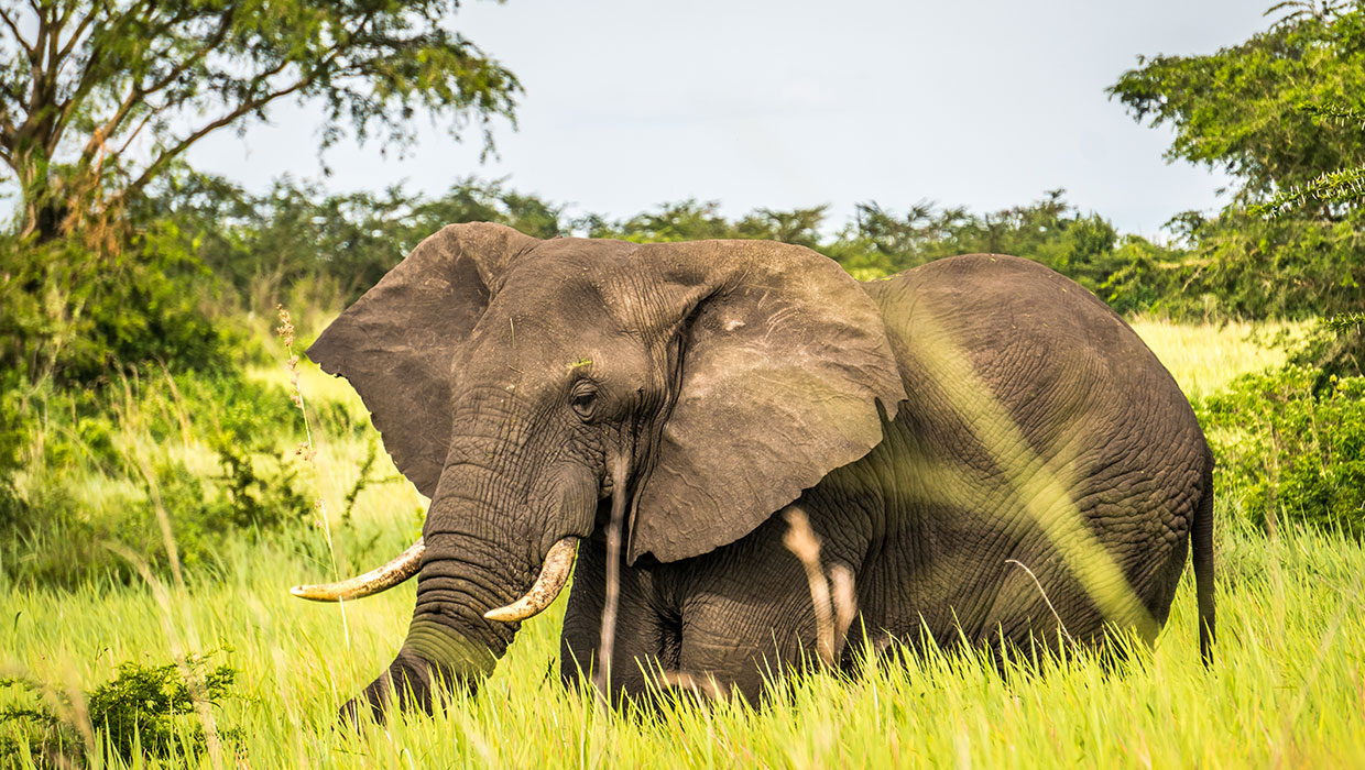 Big Five Safari