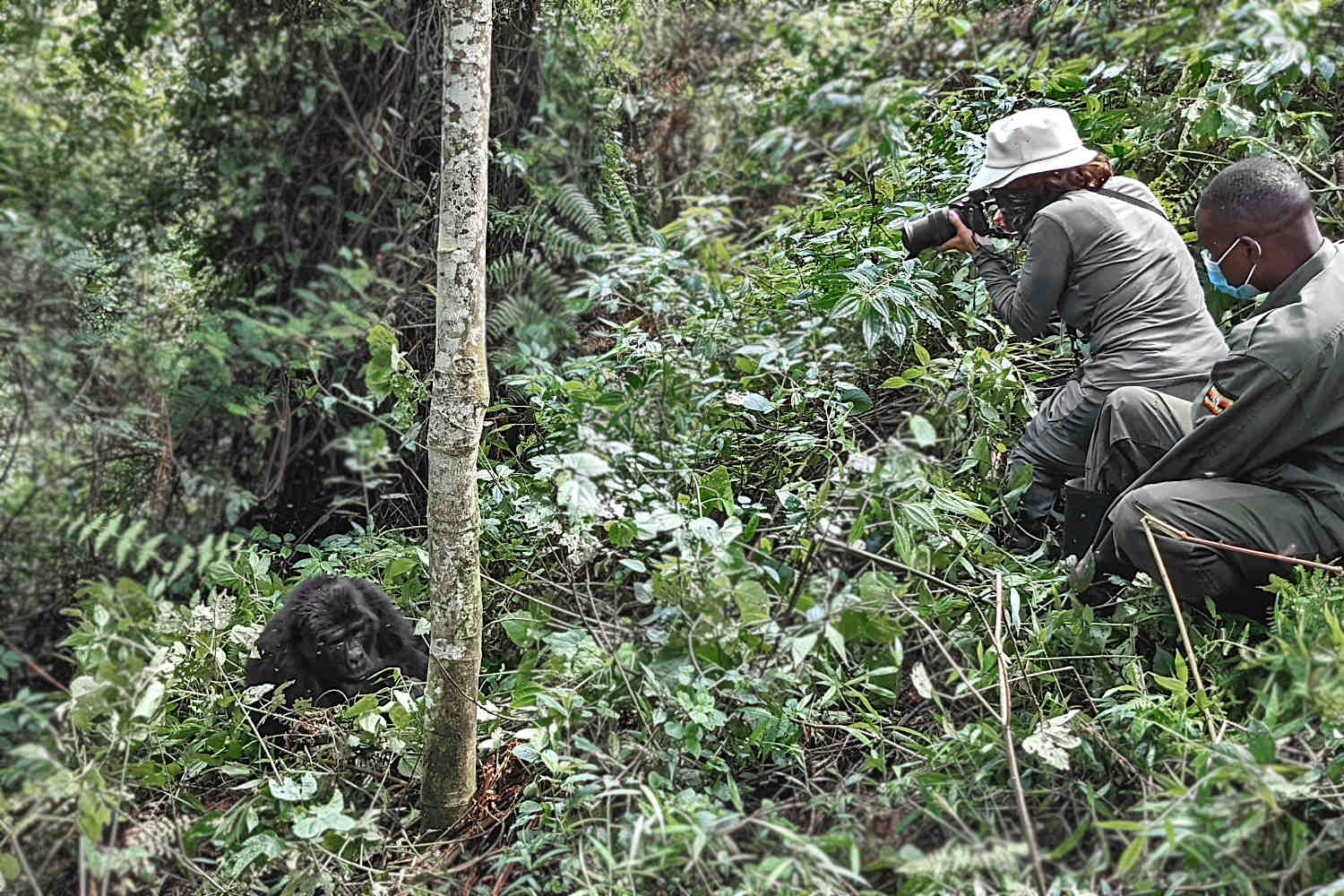 Gorilla Trekking