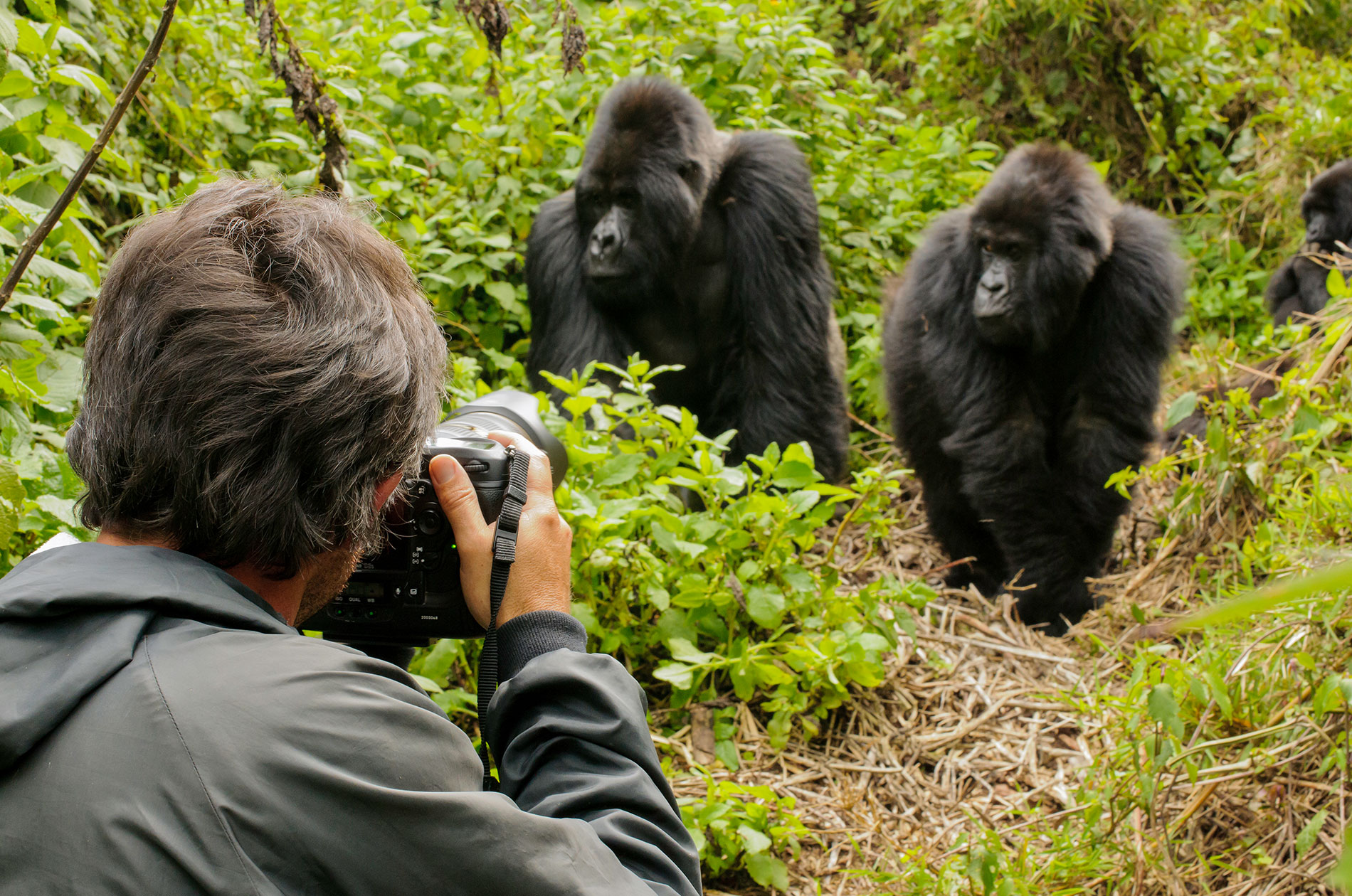 Gorilla Trekking