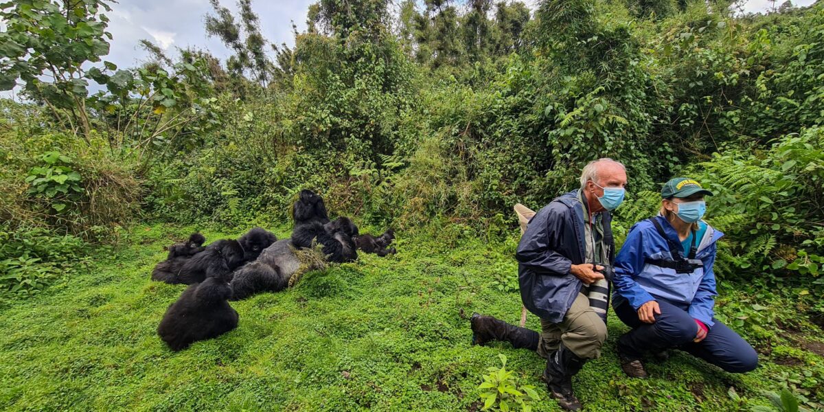 Gorilla trekking