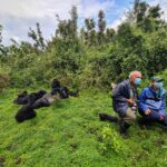 Gorilla trekking