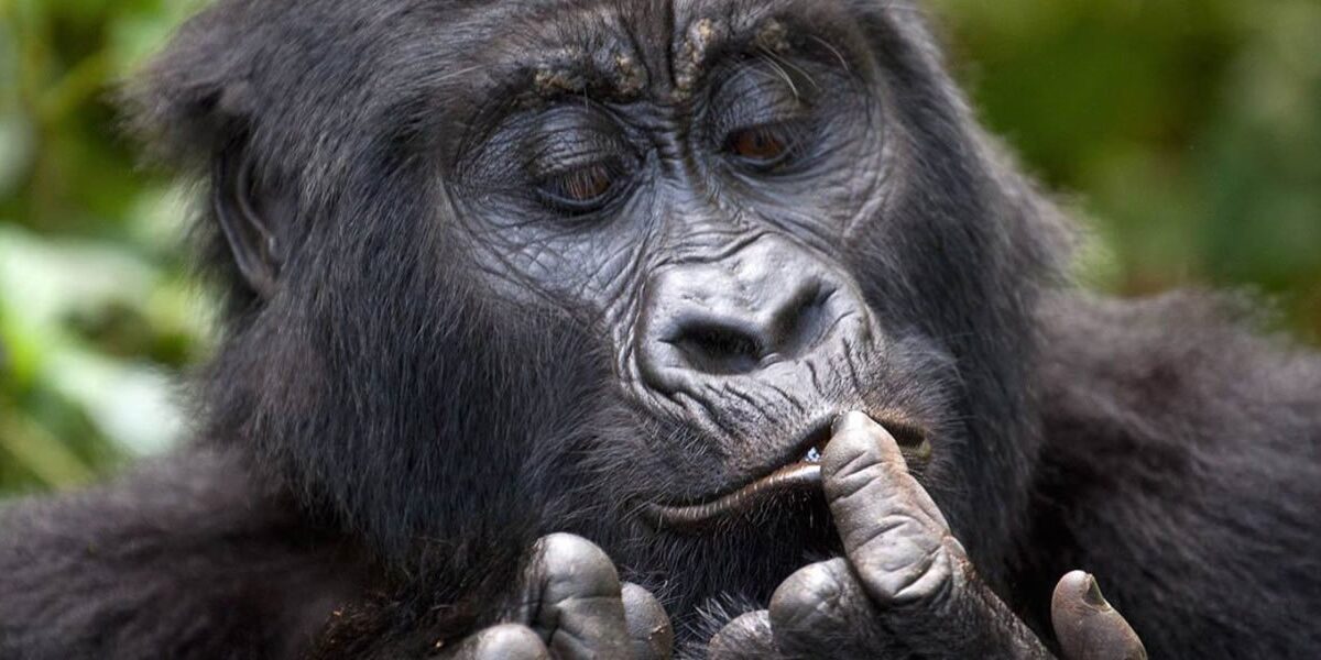 Gorilla Trekking and Chimpanzee Tracking Adventures
