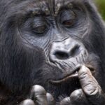 Gorilla Trekking and Chimpanzee Tracking Adventures