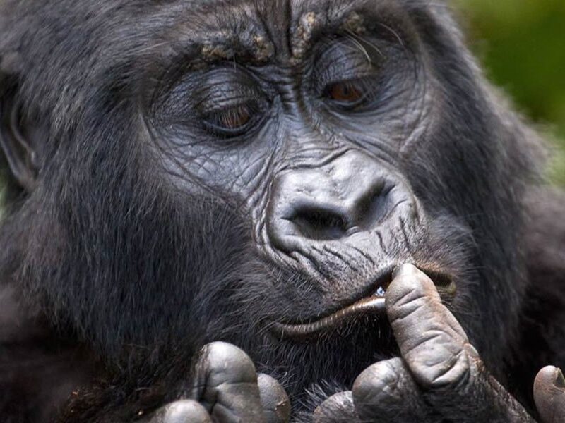 Gorilla Trekking and Chimpanzee Tracking Adventures